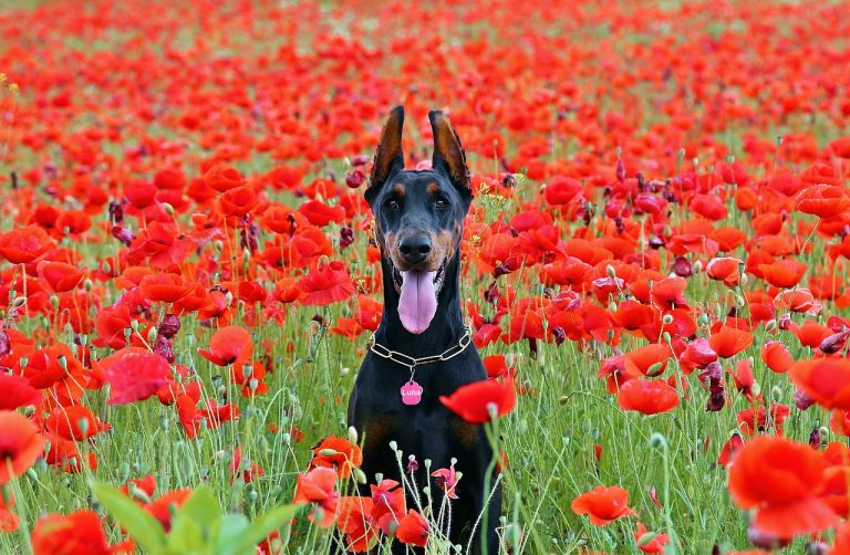 race de chien grande loyauté