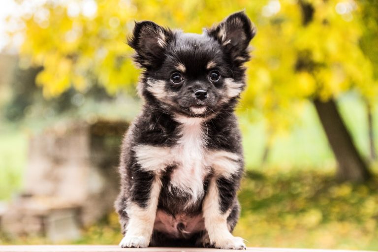 4 races de chien qui sont les plus hostiles