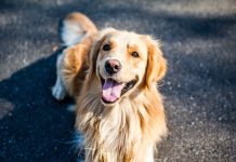races de chien très liées à leur maître