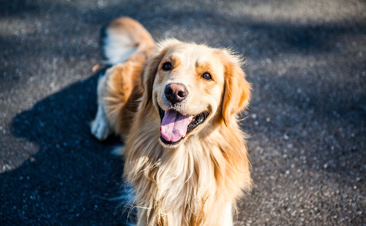 races de chien très liées à leur maître