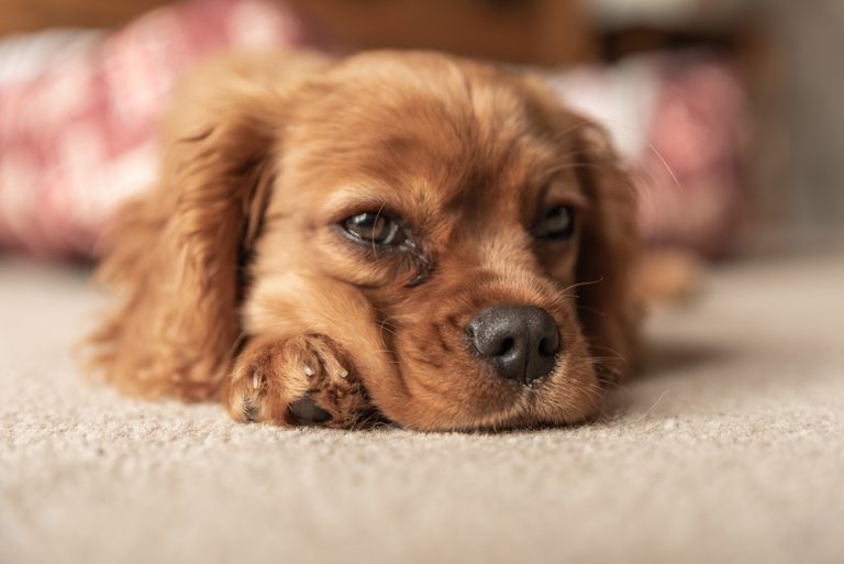 races de chien qui ne sont pas très en forme