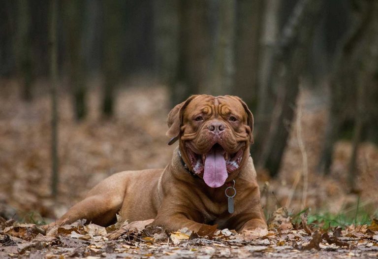 5 races de chien les plus effrayantes