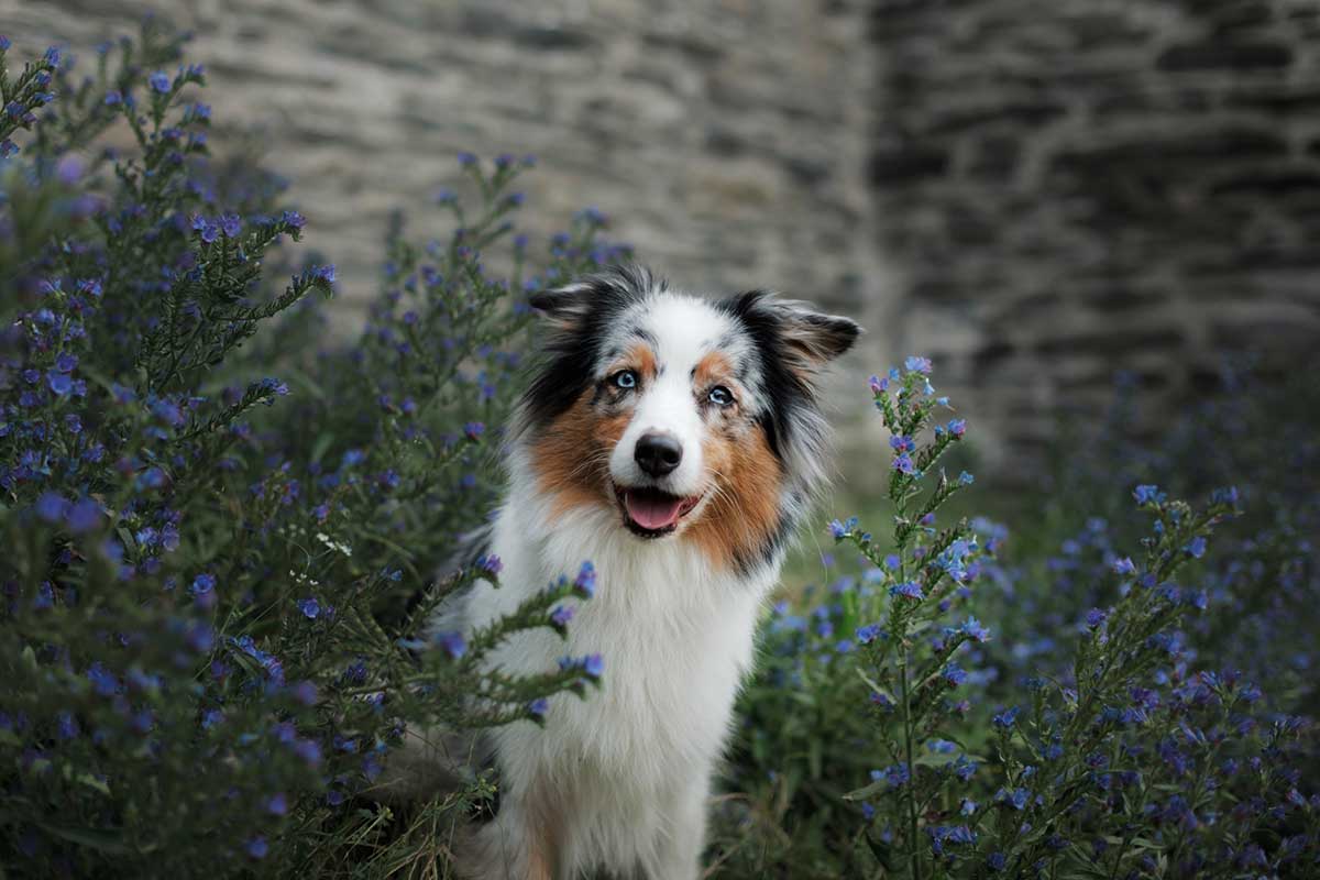 races de chien plus de succès