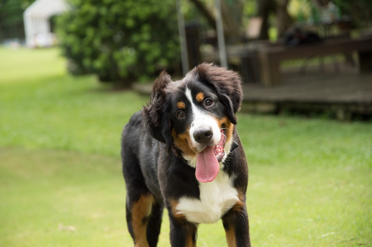 races de chien veulent rester avec leur maitre