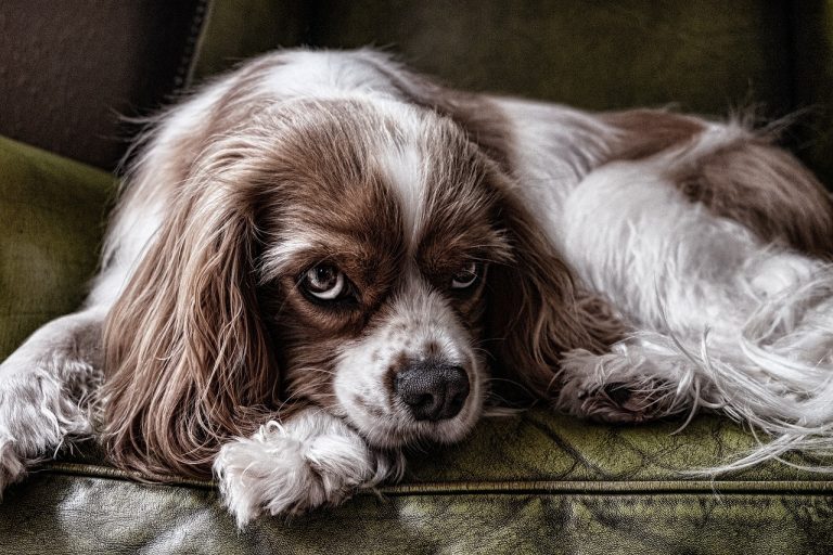 5 races de chien qui sont les plus silencieuses et muettes
