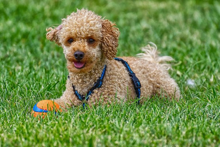 4 races de chien qui se tiennent à carreaux