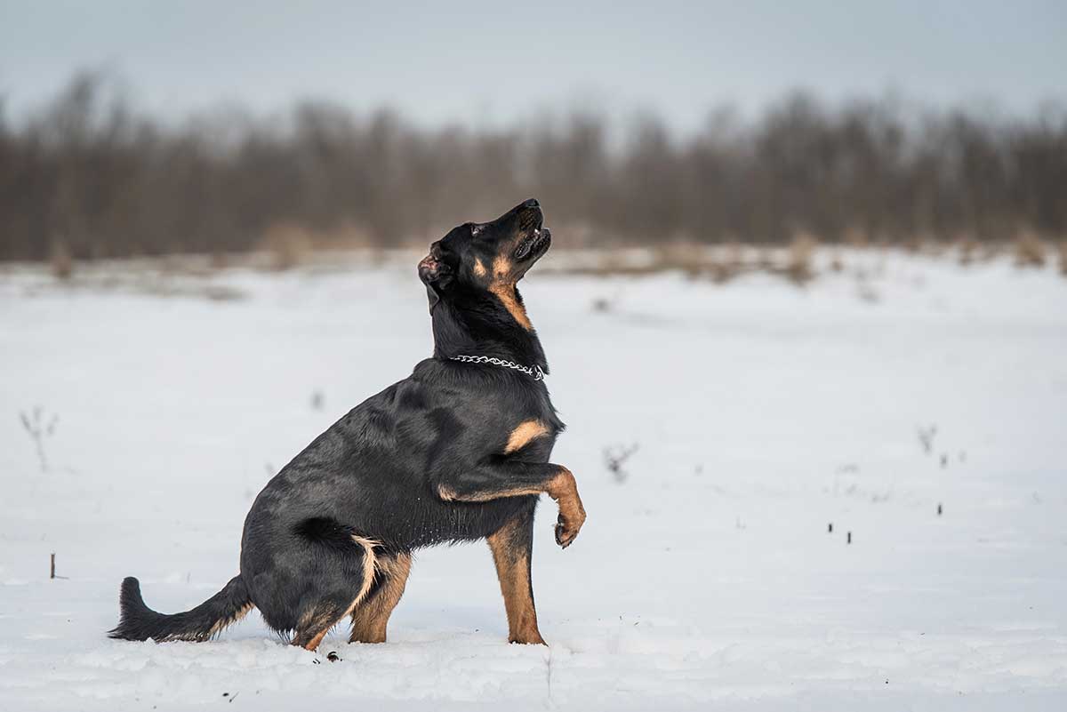 races de chien plus trapues