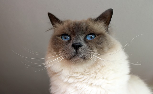 chat pas sauvage