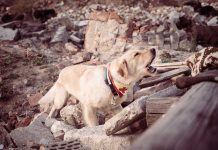 sauvetage chien tremblement de terre en Turquie