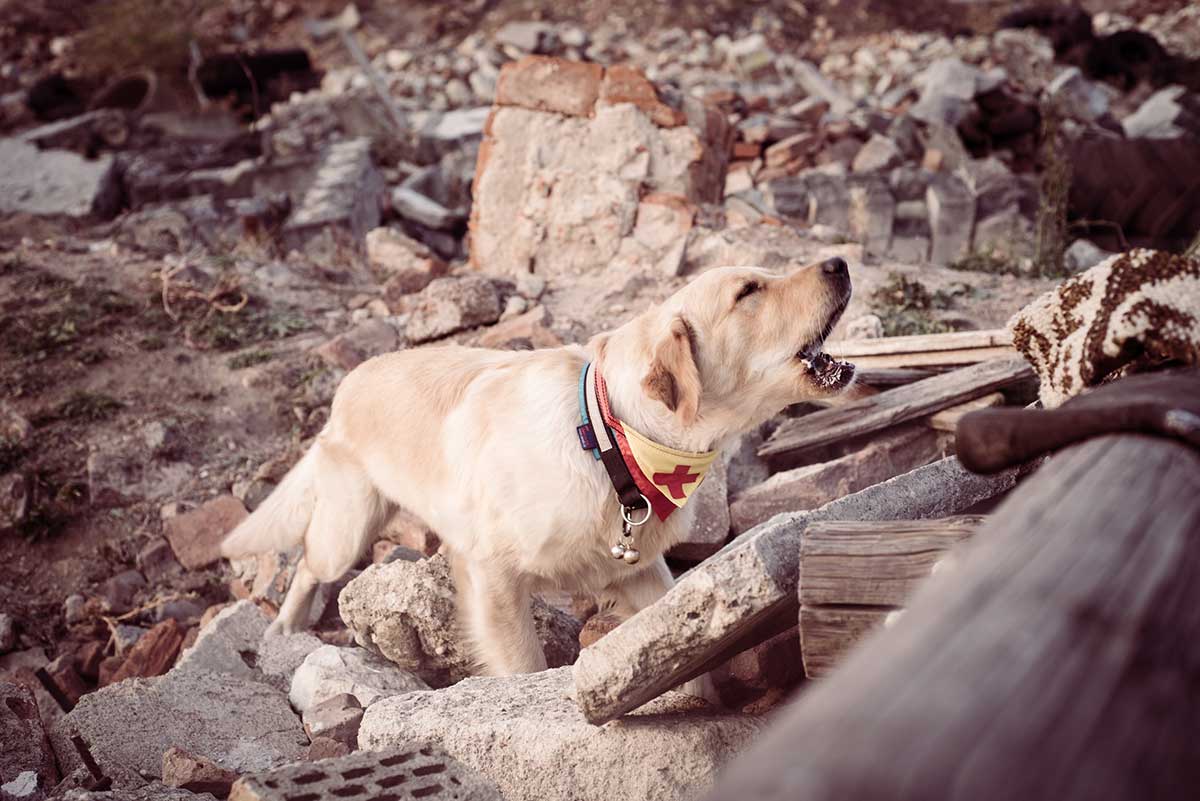 sauvetage chien tremblement de terre en Turquie