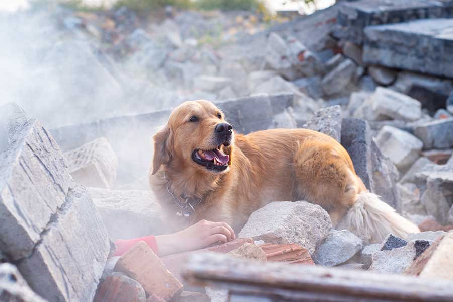 opérations sauvetage animaux en Turquie