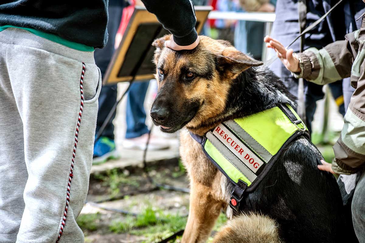 opérations de sauvetage animaux en Turquie