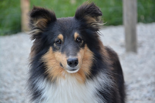 chien qui compte sur vous