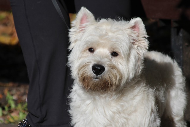 chien accompagner déplacements