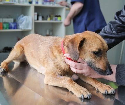 Tout ce qu’il faut savoir sur les vaccins pour chiens