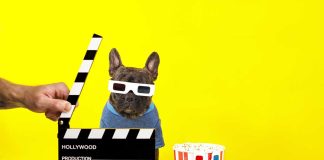 vidéos de chiens les plus étonnantes de la semaine