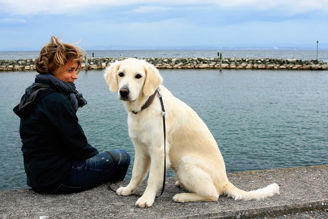 Golden Retriever flaire les cacahuètes