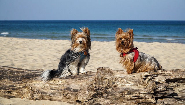 races chien accompagner déplacements