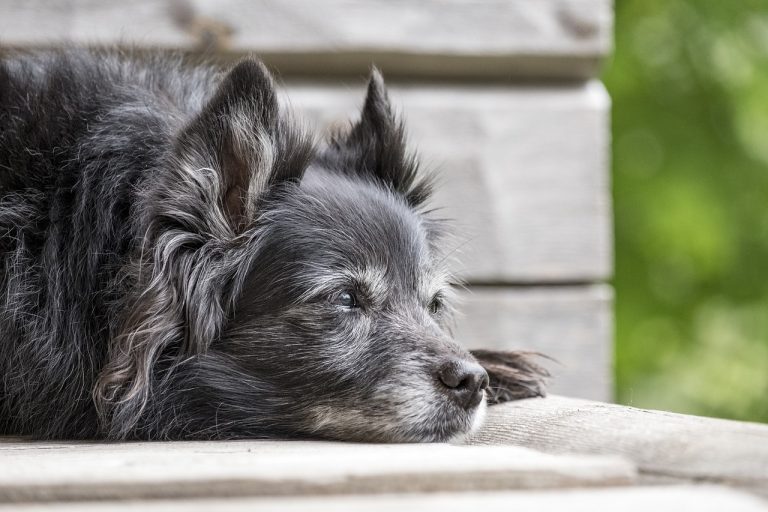 La lenteur des mouvements chez le chien : symptômes, causes et traitements