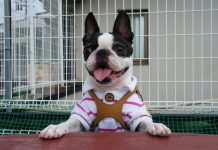 races de chien indissociables de leur maître