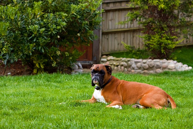 races chien apaisent pas avec l'âge