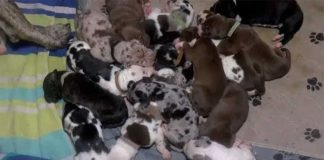 chienne donne naissance à 21 chiots en une seule portée