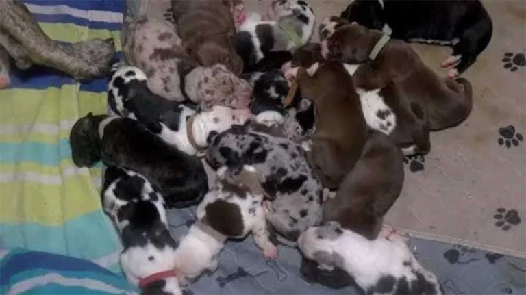 chienne donne naissance à 21 chiots en une seule portée