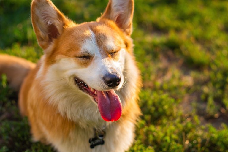 L’arbre généalogique des corgis de la Reine Elizabeth II