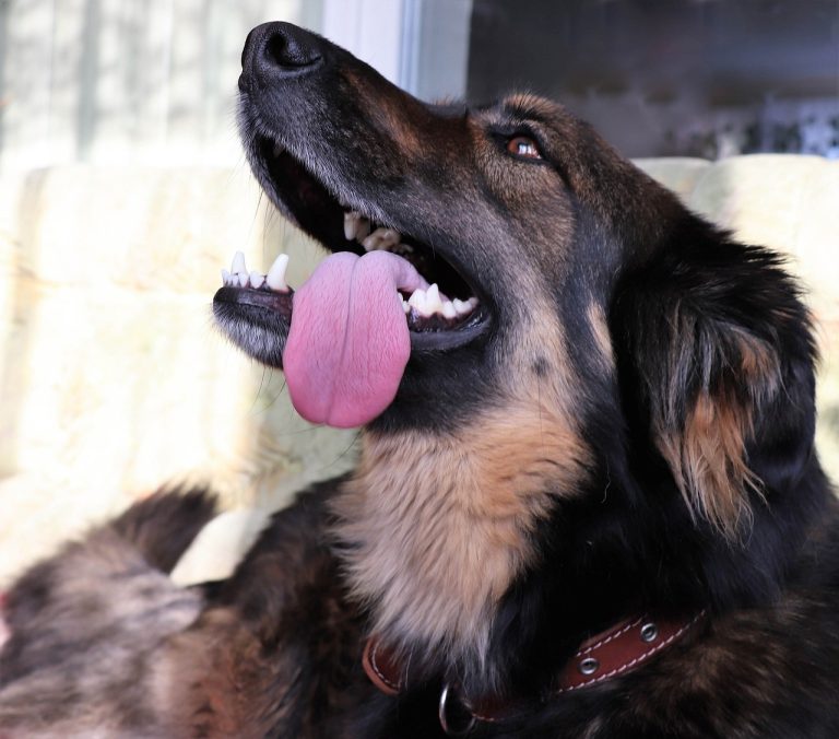 Un chien détient le record de la plus longue langue