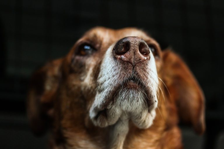 Refuge ou sauvetage : Où devriez-vous adopter votre prochain chien ?