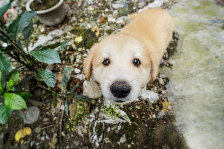 Les races de chiens les plus populaires sur Instagram dévoilées