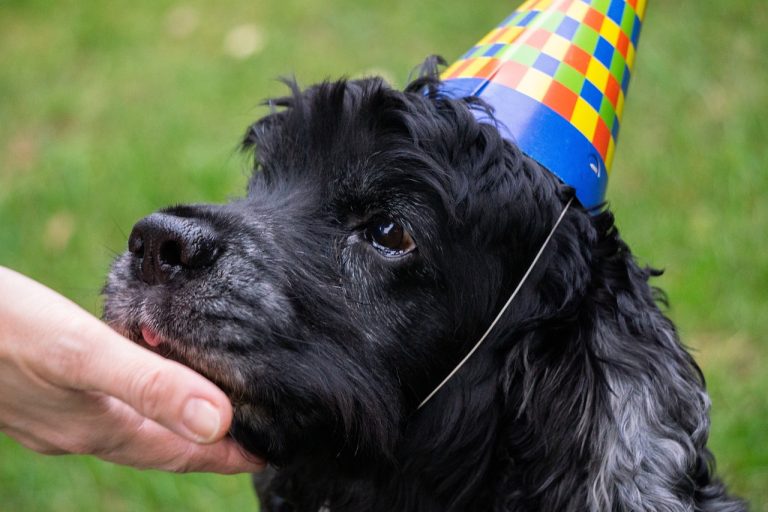 Les célébrités qui ont légué à leurs chiens dans leur testament