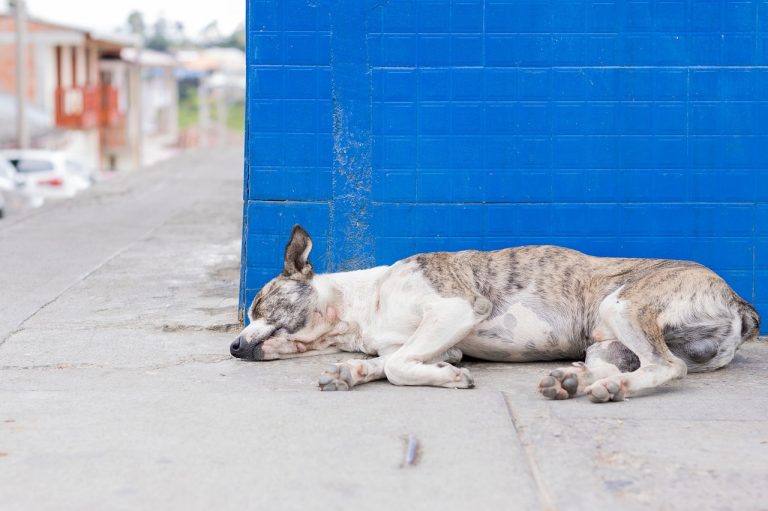 Trois chiens empoisonnés lors d’une course de championnat en France