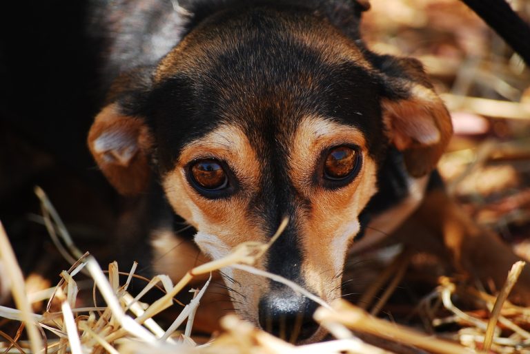 Un refuge pour animaux se réjouit d’avoir sauvé 1 000 chiens en trois mois