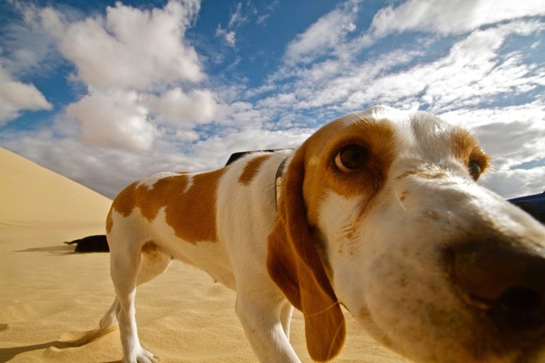 Les vidéos de chiens les plus étonnantes de la semaine