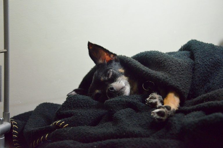 Une étude révèle que les propriétaires de chiens sont plus susceptibles de souffrir de troubles du sommeil