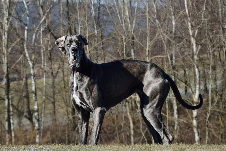 Vive Zeus, le chien le plus grand du monde !