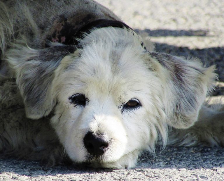 Une femme retrouve un chien abandonné dans son dos