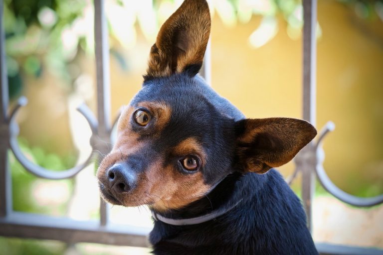 Une étude révèle que la possession d’un chien peut améliorer la santé du cerveau