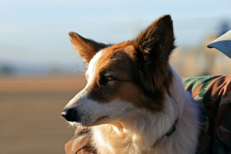 Les avantages et les inconvénients d’emmener son chien au travail