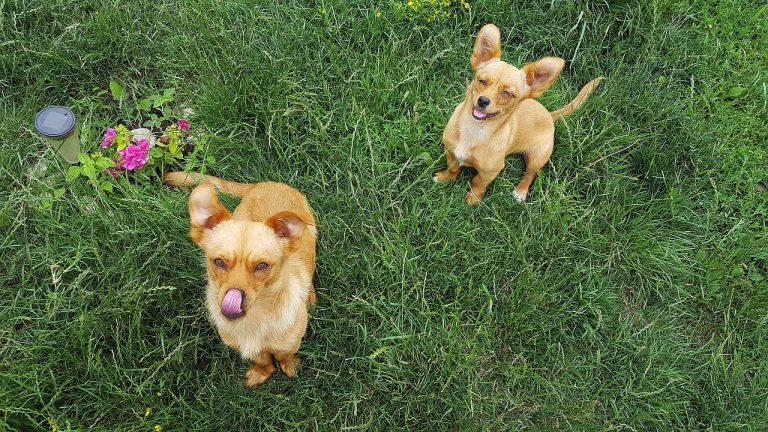 Les vidéos de chiens les plus étonnantes de la semaine