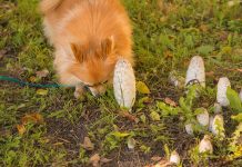Empoisonnement aux champignons chez les chiens