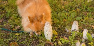 Empoisonnement aux champignons chez les chiens