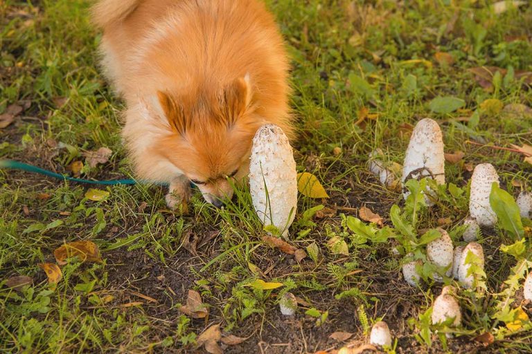 Empoisonnement aux champignons chez les chiens : symptômes, causes et traitements