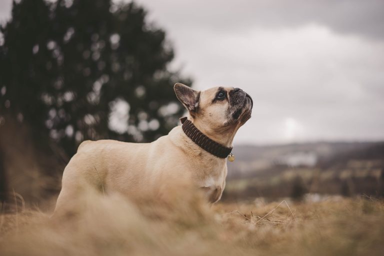 Les célébrités qui ont des bouledogues français