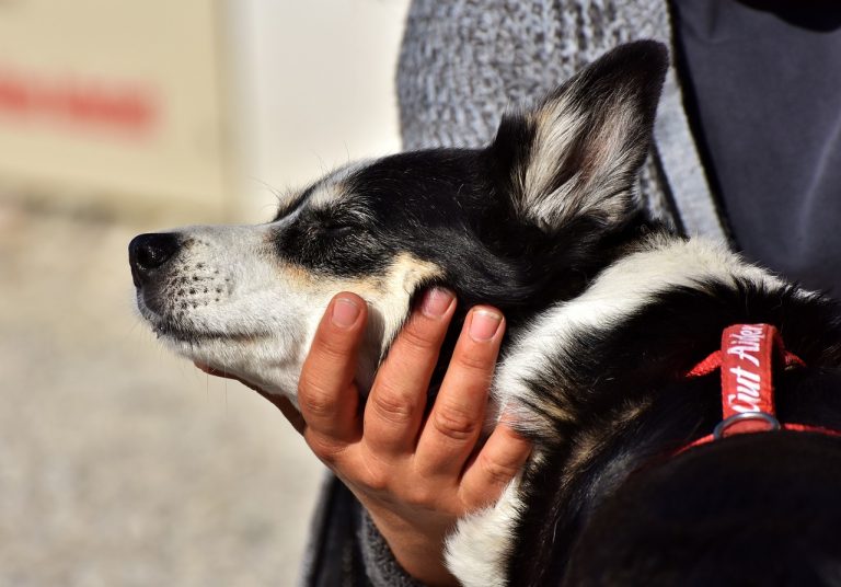 Les 10 races de chien qui ont besoin de beaucoup de douceur
