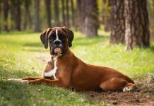races de chien qui ont besoin de règles