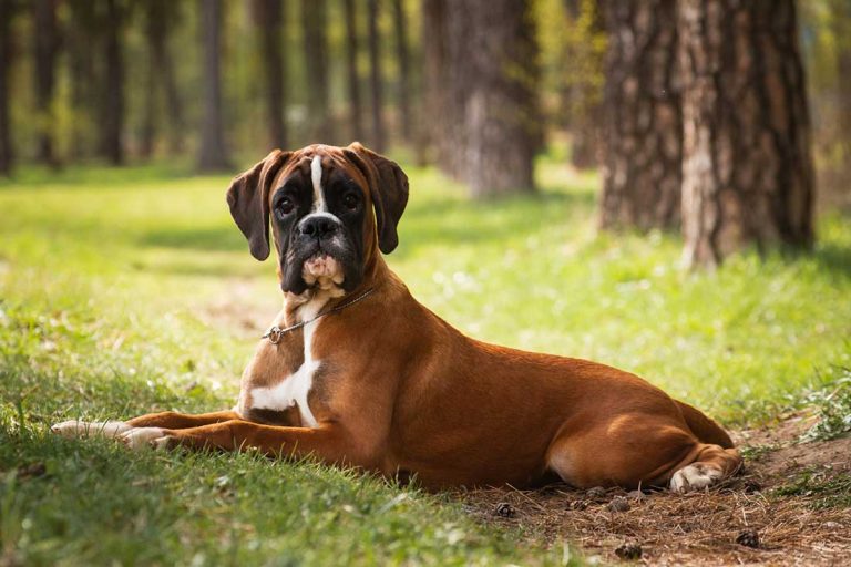 Les 9 races de chien qui ont besoin d’avoir des règles strictes
