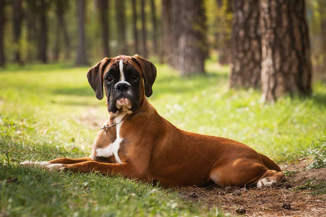 races de chien qui ont besoin de règles