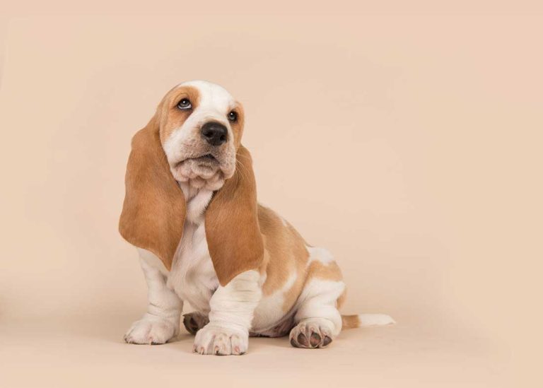 7 races de chien qui supportent bien l’isolement